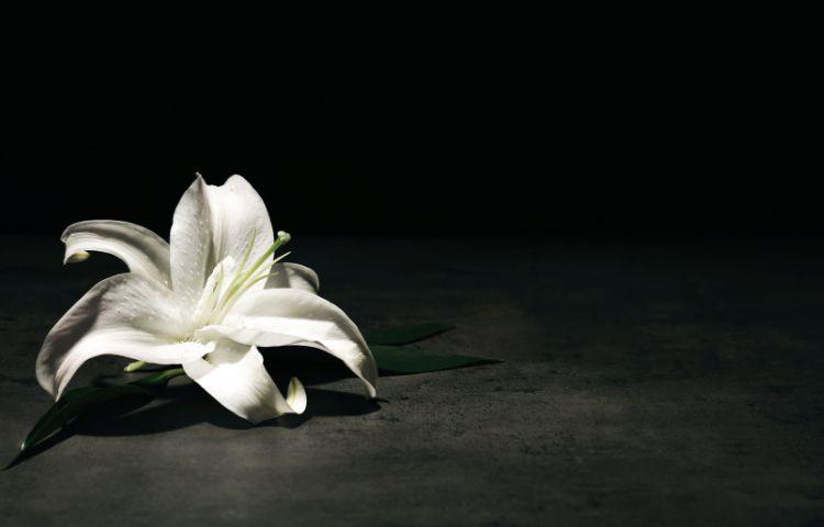 Biała lilia na czarnym tle