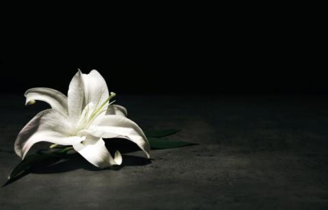 Biała lilia na czarnym tle